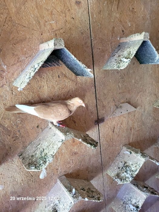 Gołębie budapeszty, deresze, ciaposze