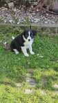 Border Collie szczeniak