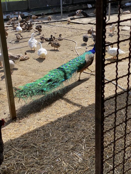 Pavões adultos e jovens