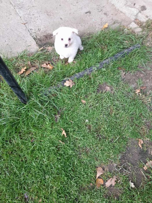 Oddam małe  pieski za