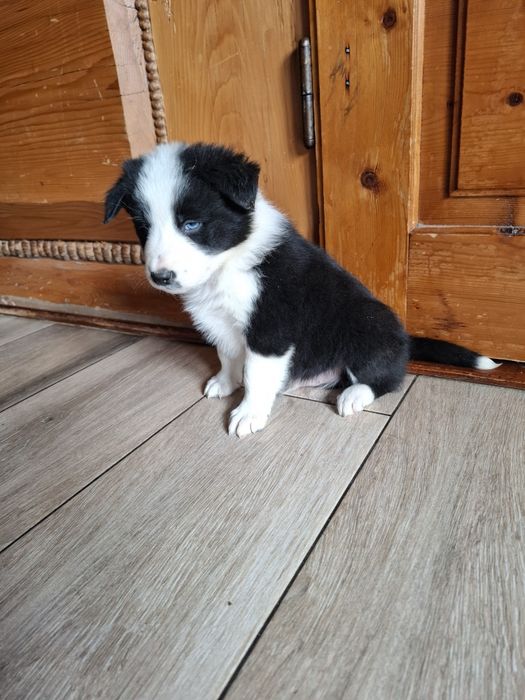 Piesek border collie