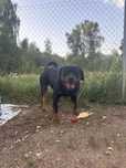 oddam psa pieska rottweilera rottweiler