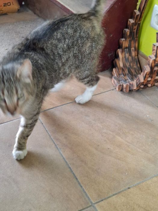 Dorosły wykastrowany kocurek szuka domu niewychodzącego