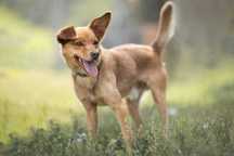 Felek- pies do adopcji