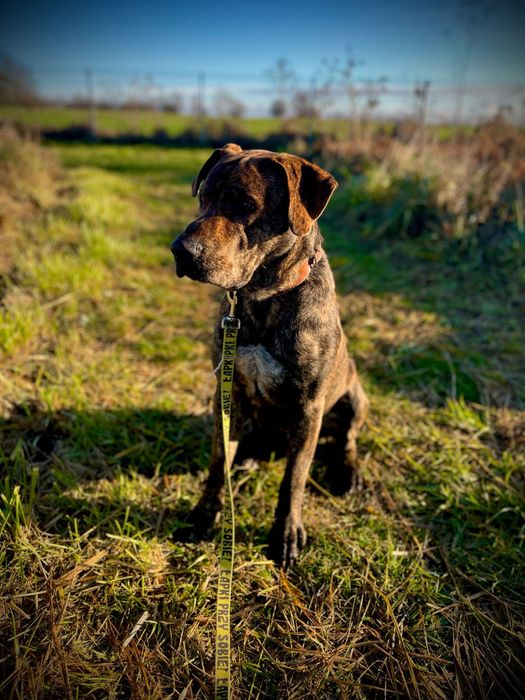 Hunter wielki pies o charakterze szczeniaka szuka domu