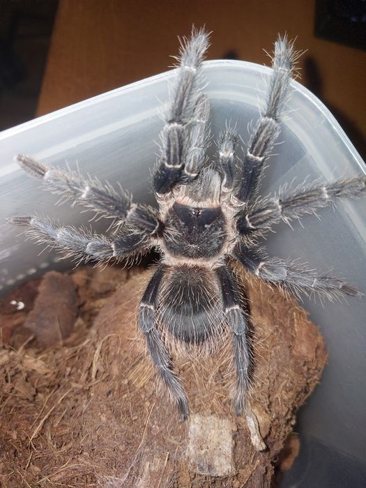 Lasiodora parahybana 5DC