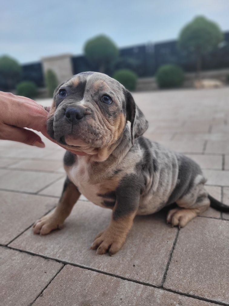 American bully suczka blu tricolor merle grubej kosci