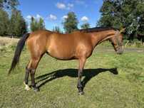 Ślicznie malowana gniada klacz (Czador x Car x Lombard)