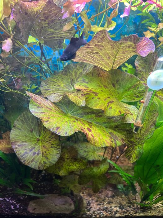 Акваріумна рослина німфея