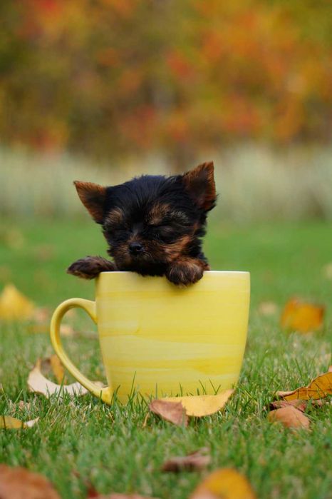 Хлопчики та дівчатка йорки