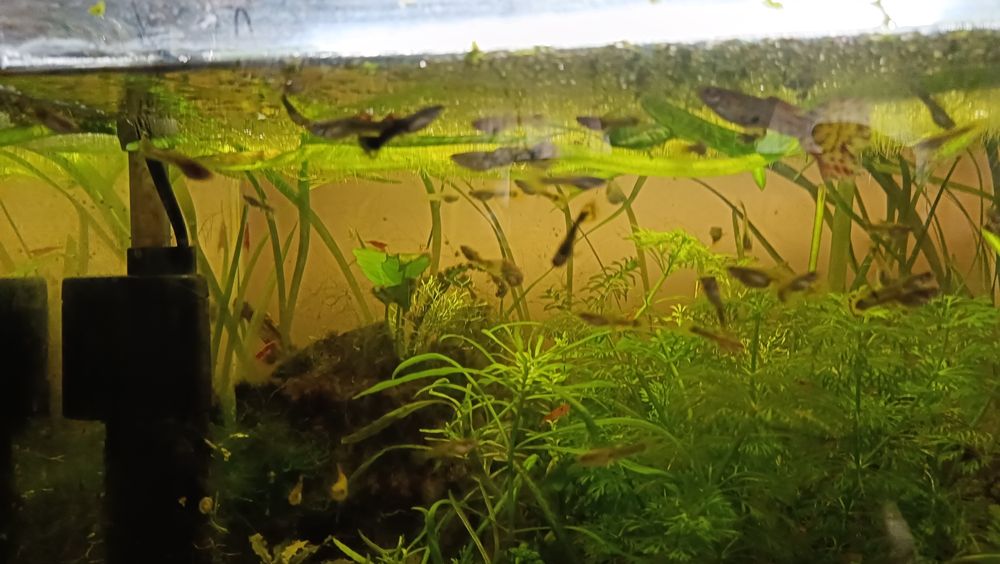 Sprzedam gupiki i mieczyki