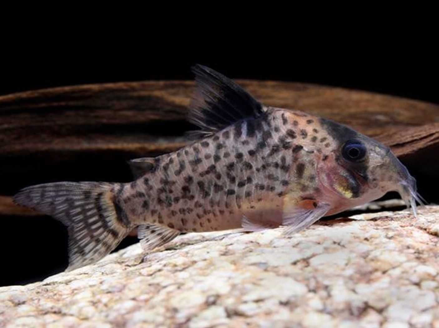 Kirys fioletowy - Kirysek przyprószony - Corydoras leucomelas - dowóz