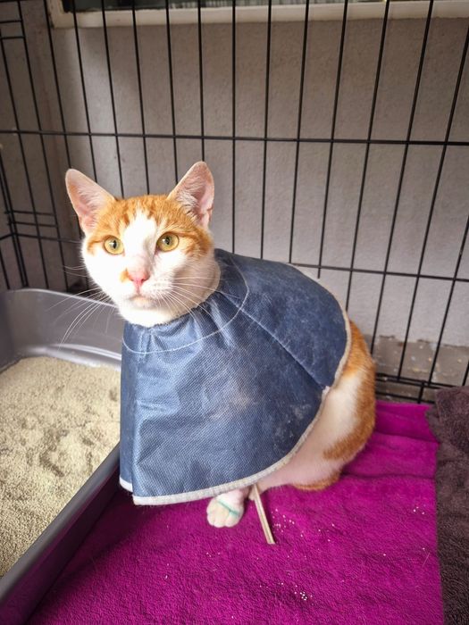 Uroczy rudzielec szuka domu