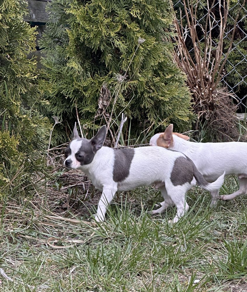 Piesek Chihuahua gotowy do odbioru