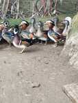 Casal adulto patos carolinos