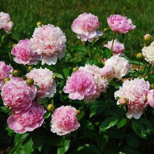 Саджанці сортових піонів