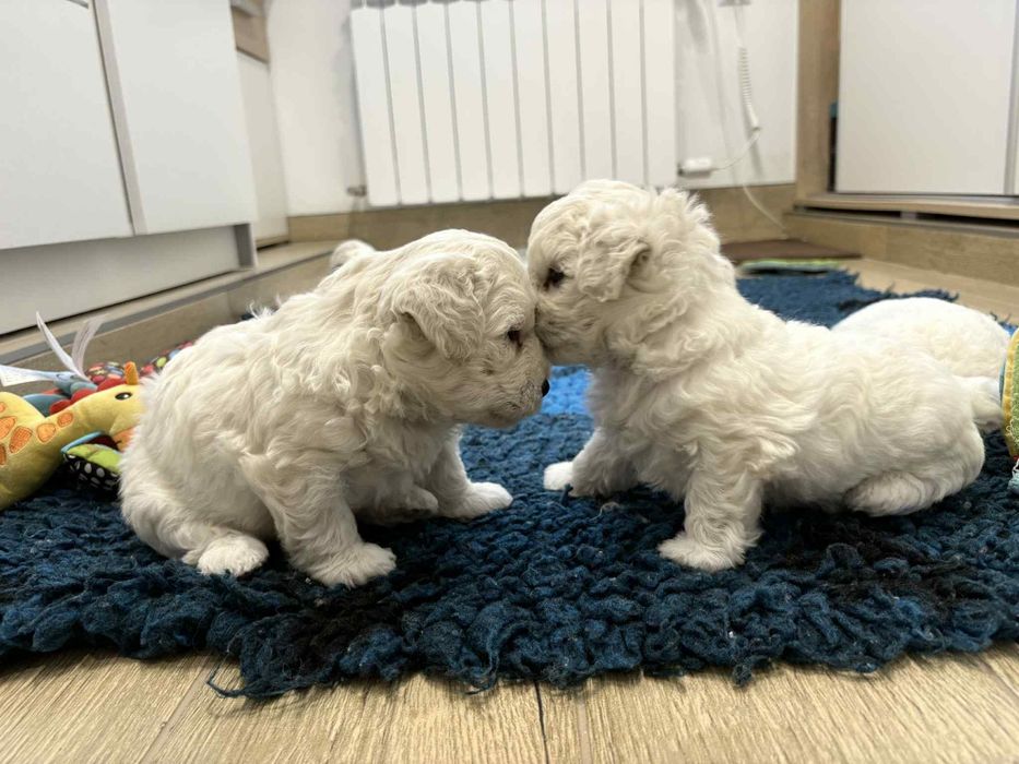 Śliczny chłopczyk Bichon Frise FCI