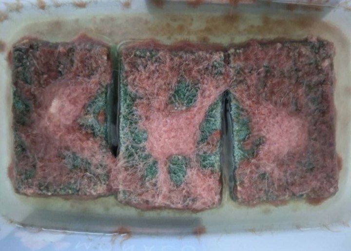 Червяк изя -трубочник 30 гр