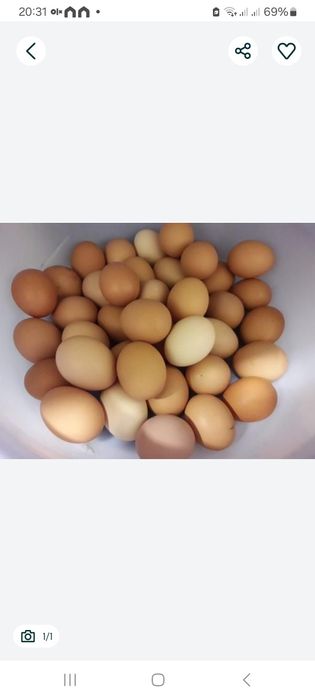 Ovos caseiros biológicos