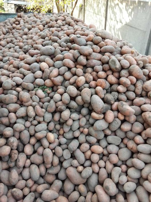 Ziemniak: Oberon i Jurek