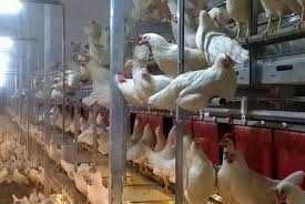 Kurki z wolnego wybiegu z pierwszym jajkiem ! Rossa Messa Leghorn !