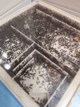 Messor Barbarus - kolonia ~2500 szt.