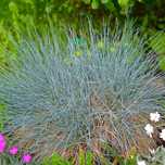 Kostrzewa sina 'Intense Blue' NIEBIESKA trawa (Festuca glauca) 2L