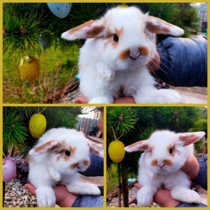 Królik baranek Mini Lop wolny