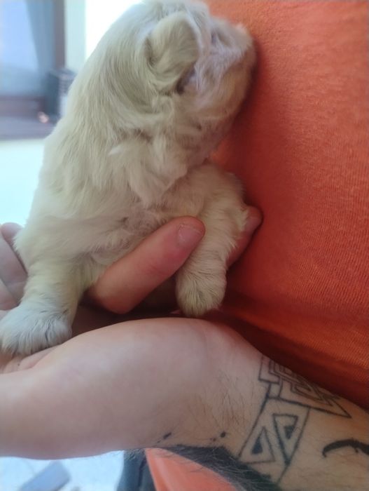 Pekińczyk piesek  biało ekri rodowód