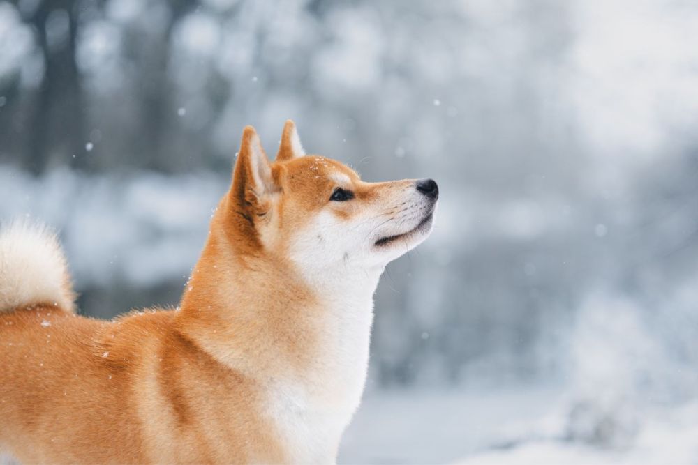 Вʼязка шиба іну. Shiba inu