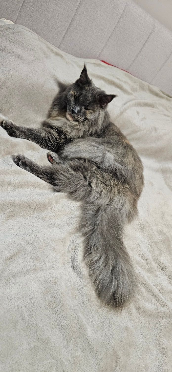 Kotka Maine Coon