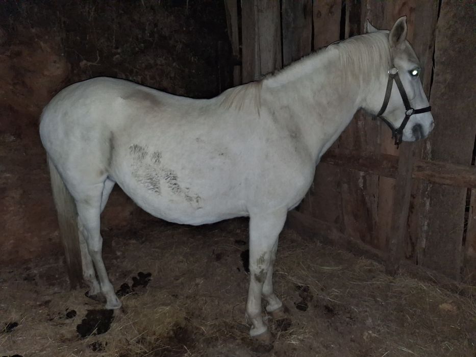 Vendo égua cruzada de Lusitano