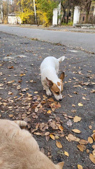 Собака маленька дівчинка