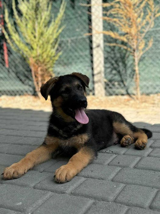 Купіть собі вірного друга — щенки вівчарки!