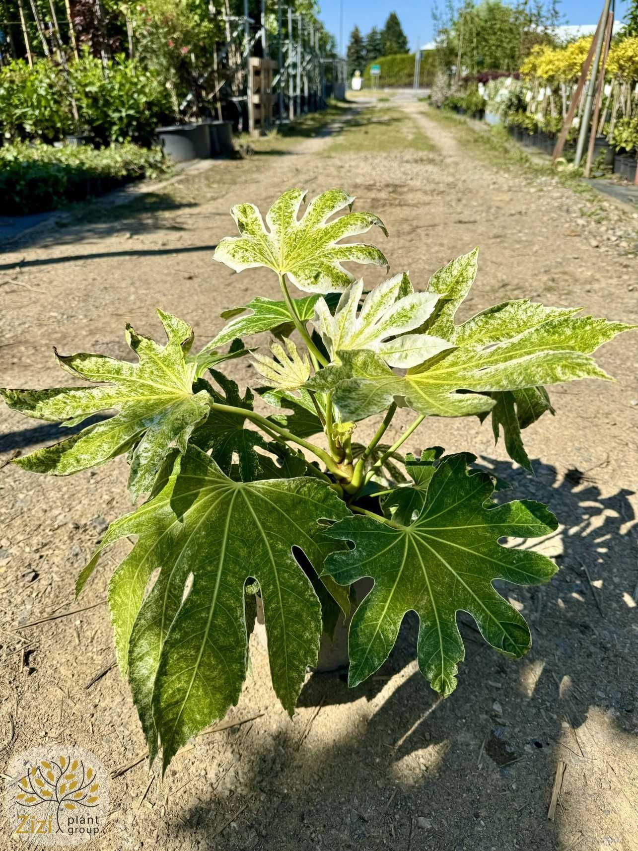 Fatsia japonica 'Spider's Web, Facja japońska, 40-60cm, 100-120cm