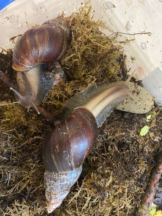 Равлики Ахатини Фуліка стандарт