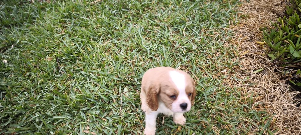 Cavalier king charles criado em ambiente familiar