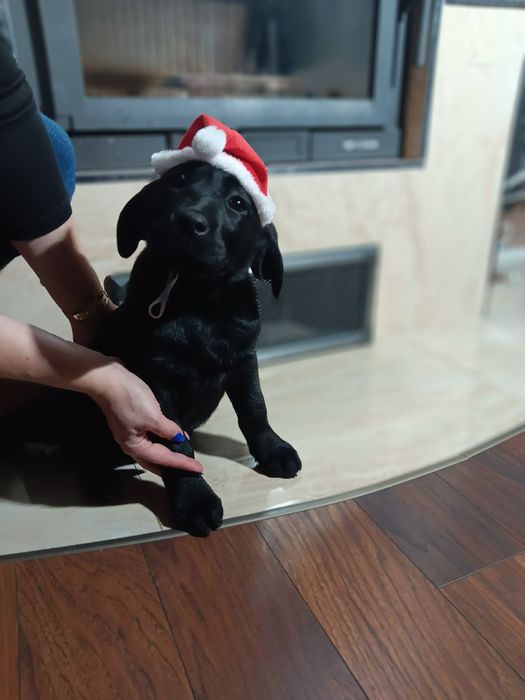 Labrador Retriever szczenie Wspaniałej Budowy Po ojcu pochodzenia FCI