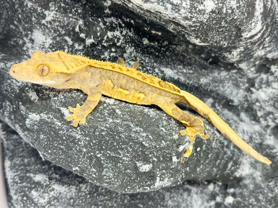 Gekon orzesiony gekony orzęsione Konin