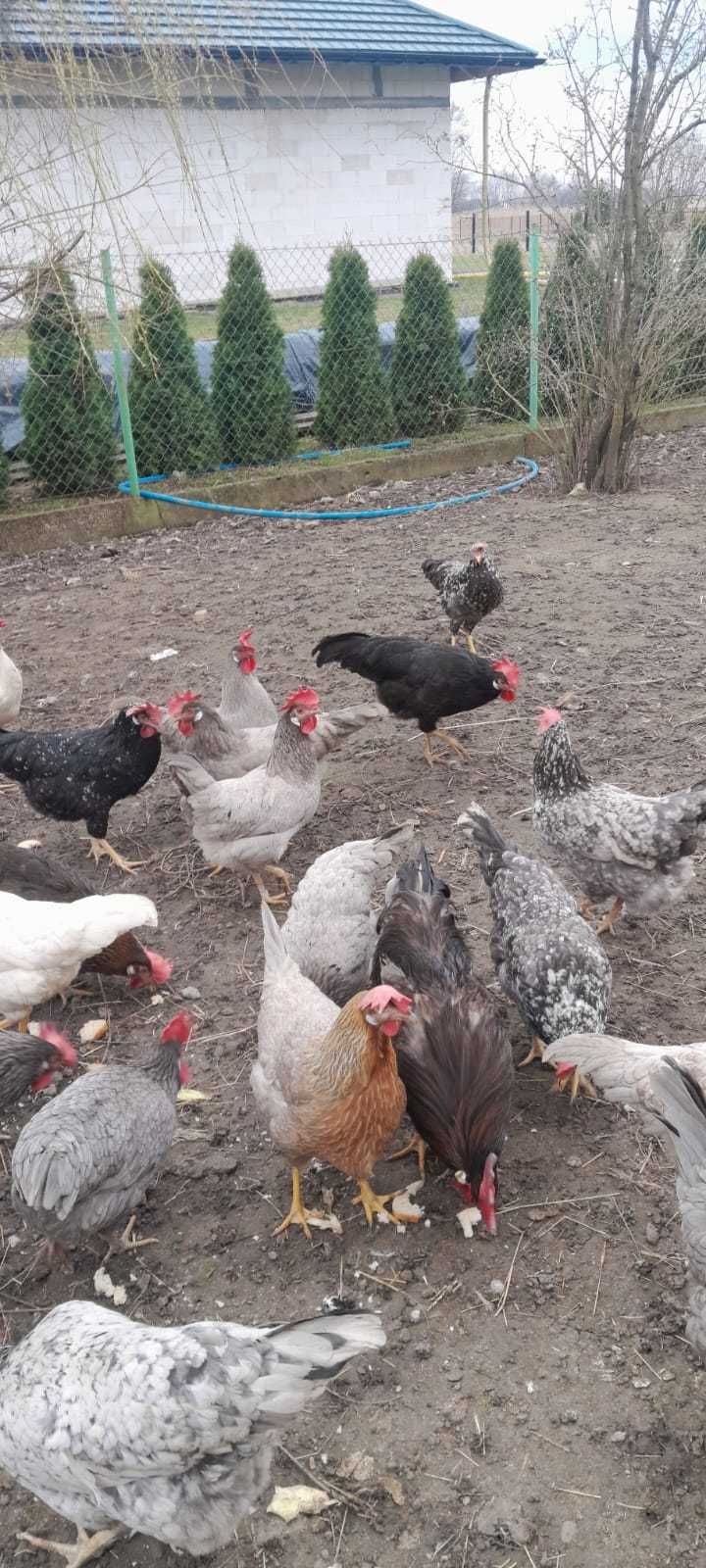 Jaja lęgowe włoszki mix kolorów
