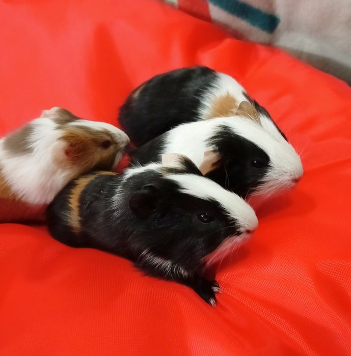 Maleńkie świnki morskie ,mix kolor,Słodkie Maleństwa-Sklep Zoologiczny