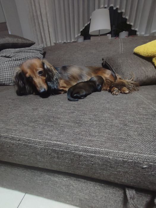 Jamniczka długowlosa królicza/ miniaturowa