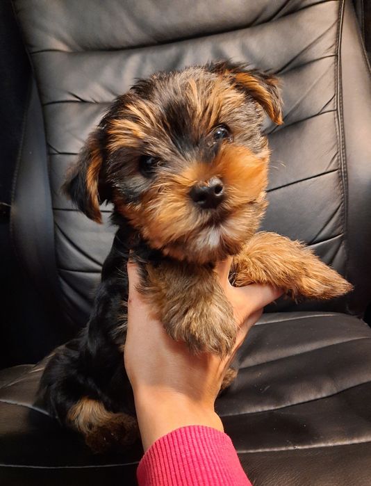 Красивый родословный мальчишка Йорк