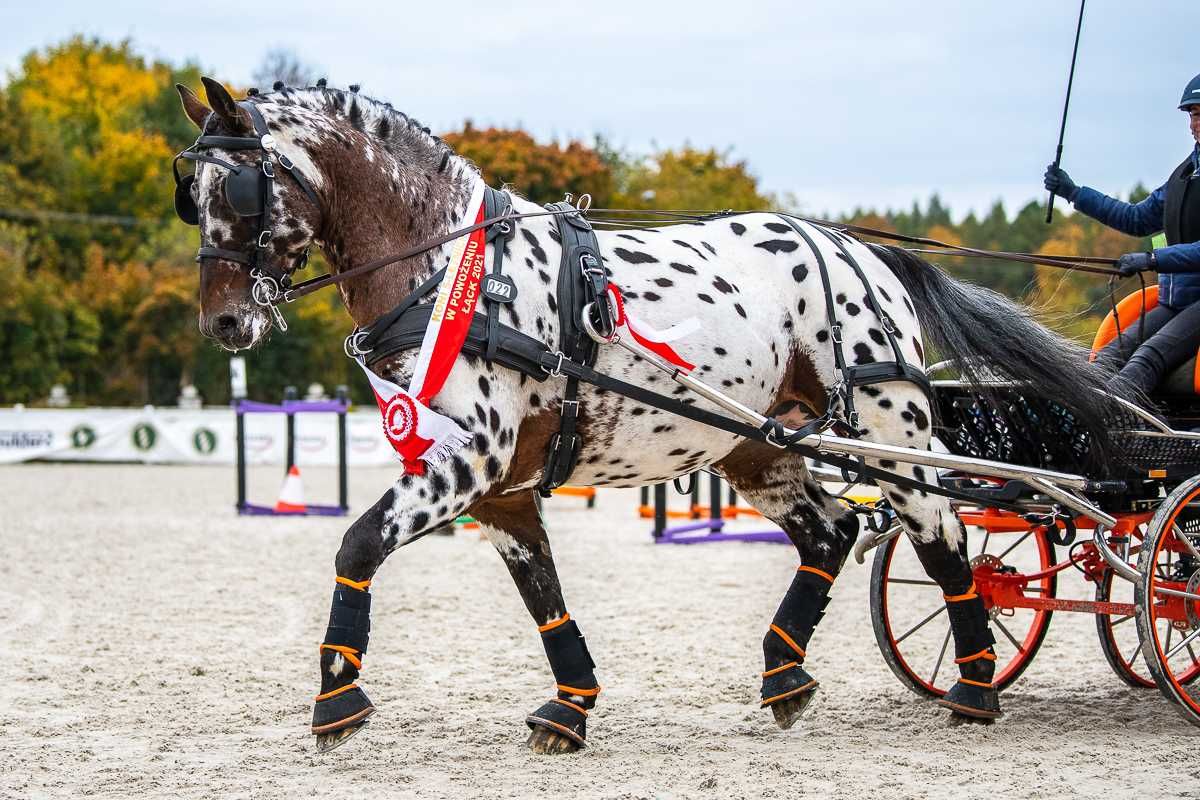 ogier SP KASTOR tarant stanówka