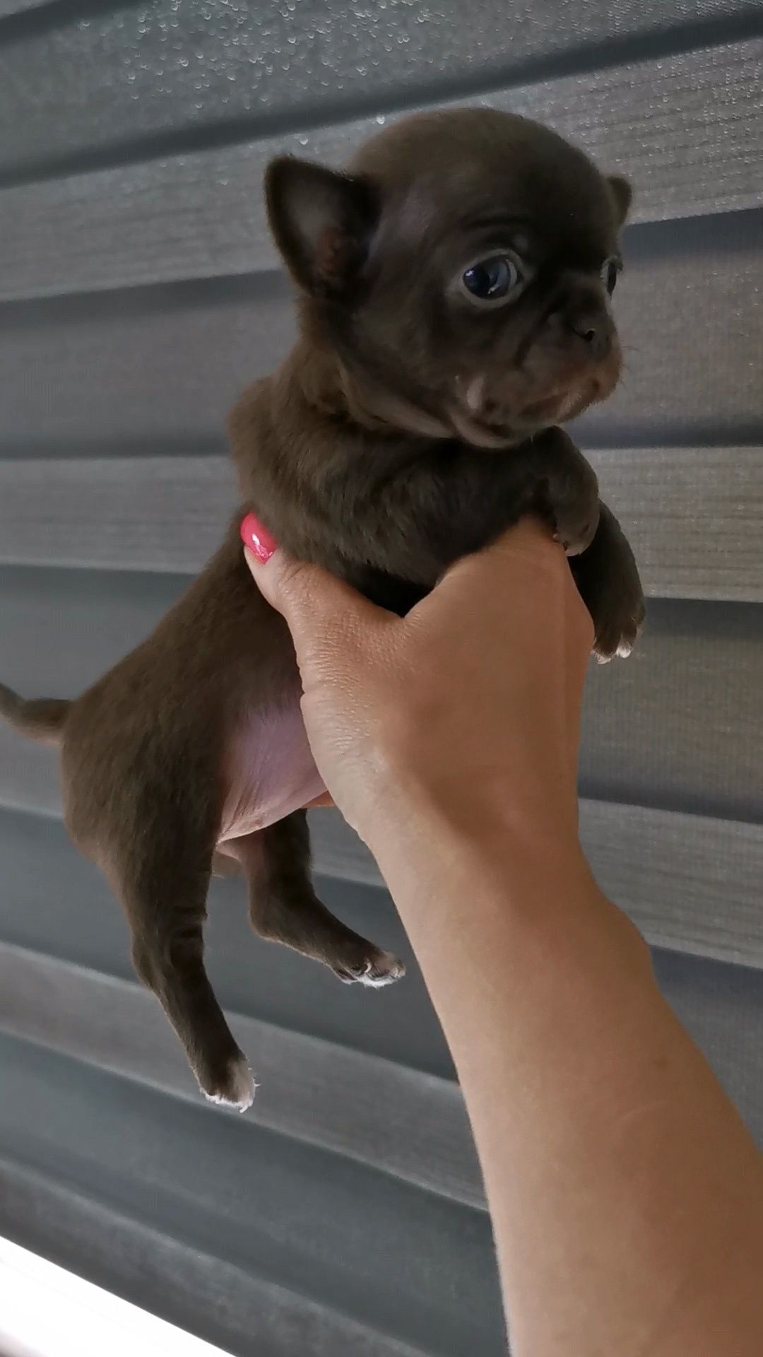 Dziewczynka czekoladowa chihuahua CUDO