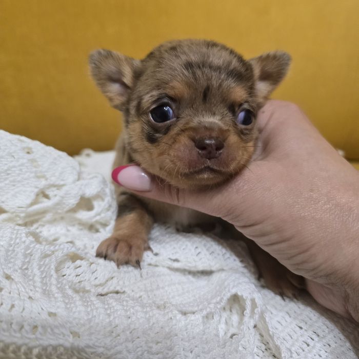 Chihuahua suczka choco merle tan