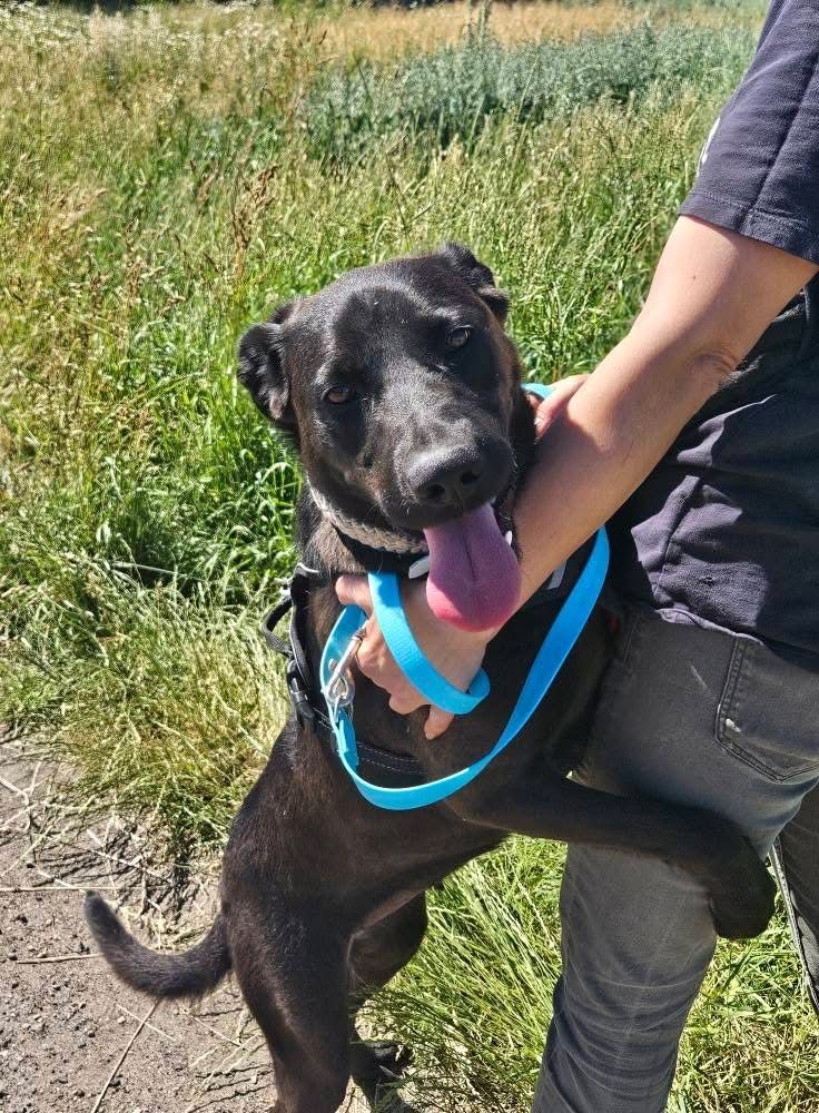 Emi w typie labradora do adopcji