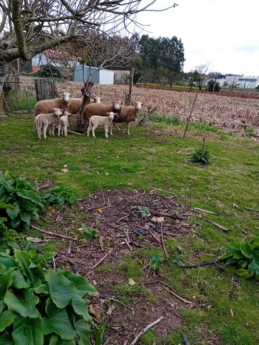 Ovelhas fêmeas novas
