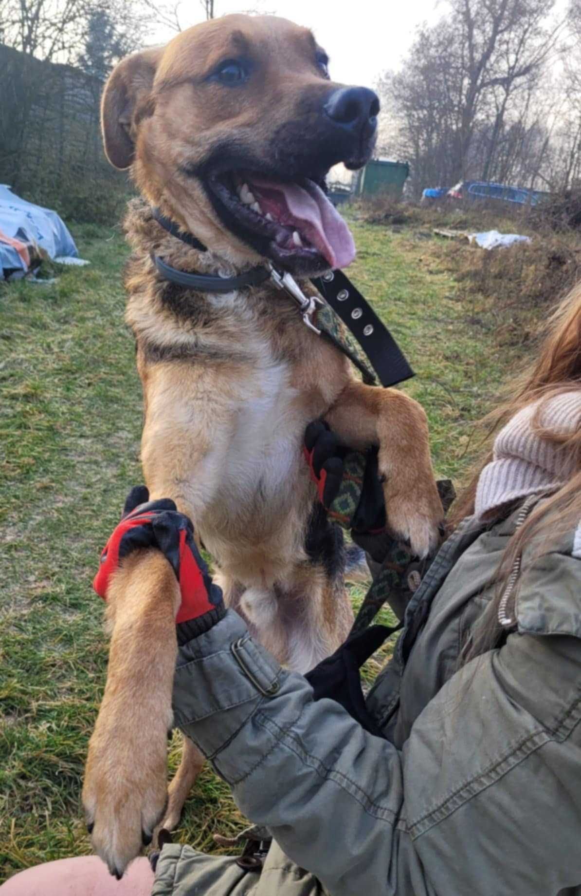Kochający człowieka CZARUŚ szuka domu !! Do adopcji !!