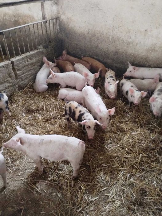 prosięta 8-tygodniowe